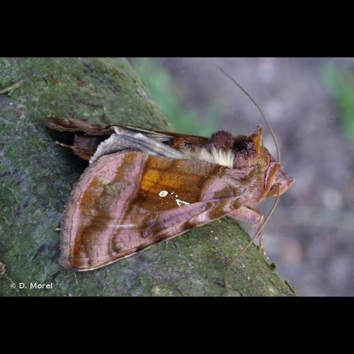 <i>Autographa jota</i> (Linnaeus, 1758) © D. Morel
