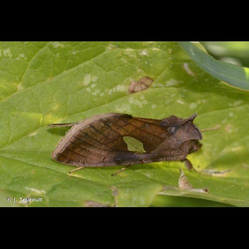 <i>Autographa aemula</i> (Denis & Schiffermüller, 1775) © J. Touroult