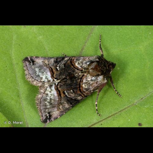 <i>Abrostola tripartita</i> (Hufnagel, 1766) &copy; D. Morel