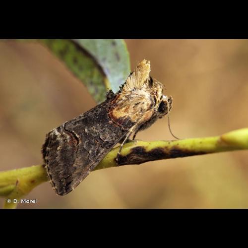 <i>Abrostola triplasia</i> (Linnaeus, 1758) &copy; D. Morel