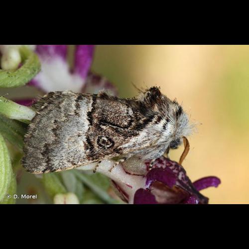 <i>Colocasia coryli</i> (Linnaeus, 1758) © D. Morel