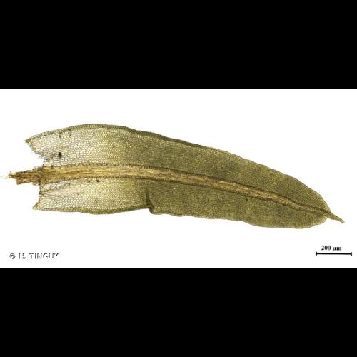 <i>Barbula unguiculata</i> Hedw., 1801 &copy; H. TINGUY
