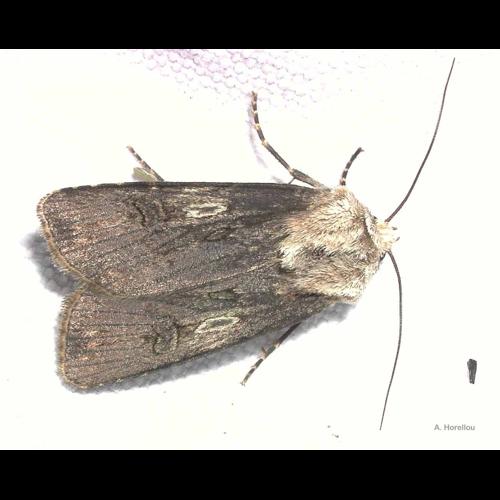 <i>Agrotis puta</i> (Hübner, 1803) © A. Horellou