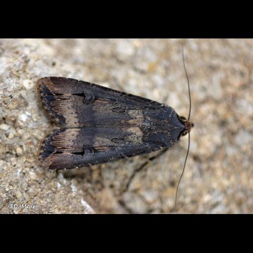 <i>Agrotis ipsilon</i> (Hufnagel, 1766) © D. Morel