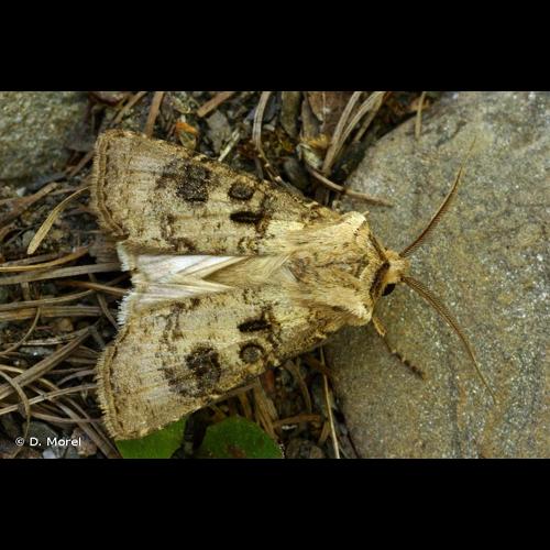 <i>Agrotis clavis</i> (Hufnagel, 1766) &copy; D. Morel