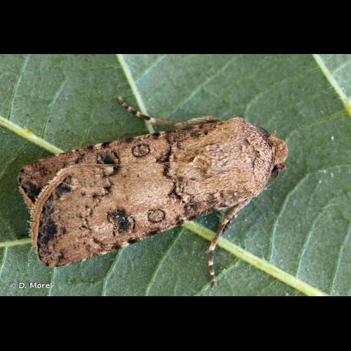 <i>Agrotis segetum</i> (Denis & Schiffermüller, 1775) © D. Morel