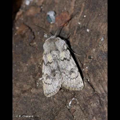 <i>Agrotis simplonia</i> (Geyer, 1832) © P. Chatard