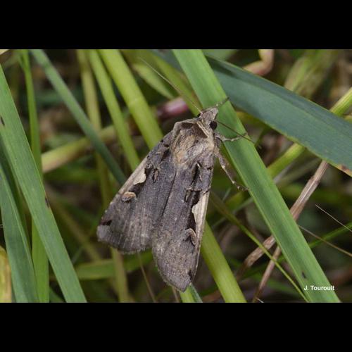 <i>Xestia c-nigrum</i> (Linnaeus, 1758) &copy; J. Touroult