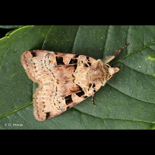 <i>Xestia triangulum</i> (Hufnagel, 1766) © D. Morel