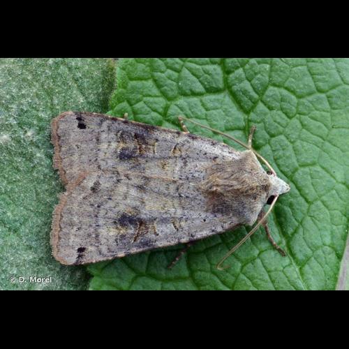 <i>Xestia baja</i> (Denis & Schiffermüller, 1775) &copy; D. Morel