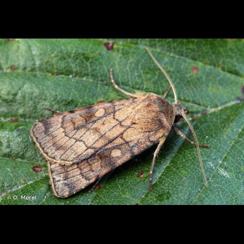 <i>Xestia sexstrigata</i> (Haworth, 1809) © D. Morel