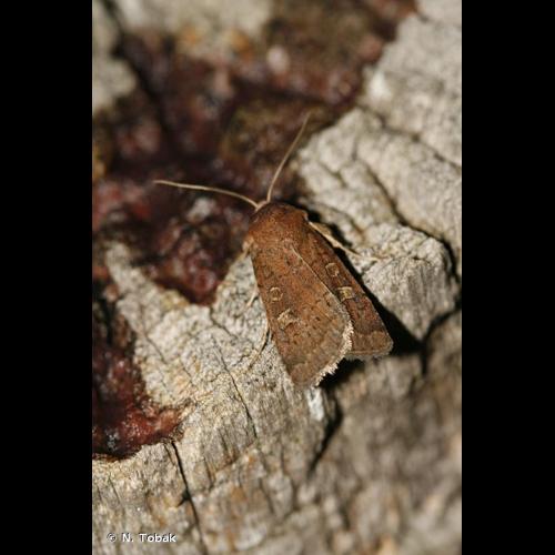 <i>Xestia xanthographa</i> (Denis & Schiffermüller, 1775) © N. Tobak