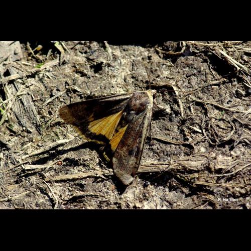<i>Noctua pronuba</i> (Linnaeus, 1758) © P. Haffner