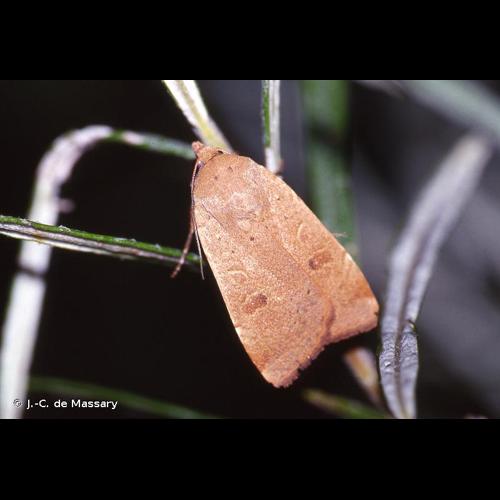 <i>Noctua comes</i> Hübner, 1813 &copy; J.-C. de Massary