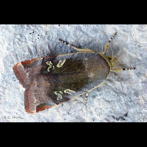 <i>Noctua janthina</i> (Denis & Schiffermüller, 1775) &copy; D. Morel