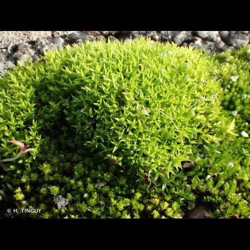 <i>Pseudocrossidium hornschuchianum</i> (Schultz) R.H.Zander, 1979 © H. TINGUY