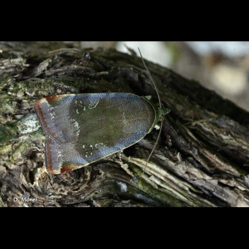 <i>Noctua janthe</i> (Borkhausen, 1792) © D. Morel