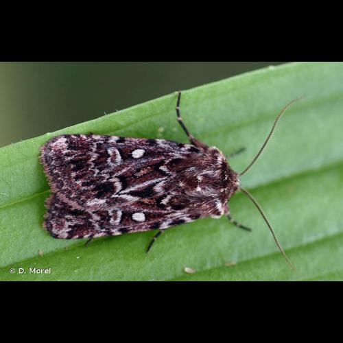 <i>Lycophotia porphyrea</i> (Denis & Schiffermüller, 1775) © D. Morel