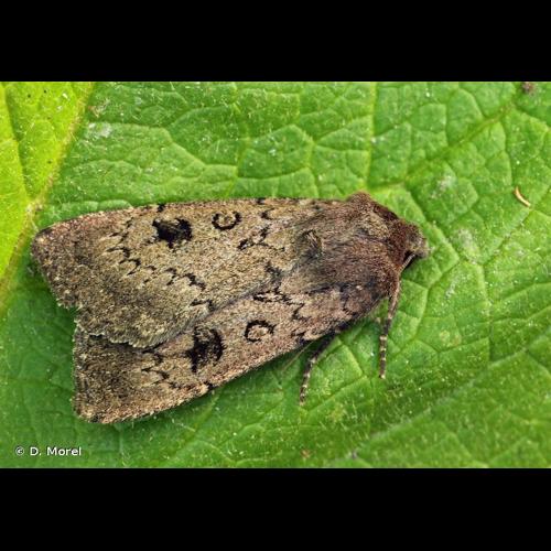 <i>Graphiphora augur</i> (Fabricius, 1775) © D. Morel