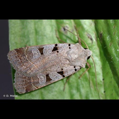 <i>Eugnorisma glareosa</i> (Esper, 1788) &copy; D. Morel