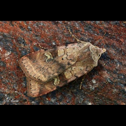 <i>Diarsia mendica</i> (Fabricius, 1775) © D. Morel