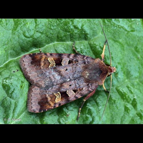 <i>Diarsia brunnea</i> (Denis & Schiffermüller, 1775) &copy; D. Morel