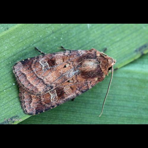 <i>Diarsia rubi</i> (Vieweg, 1790) &copy; D. Morel