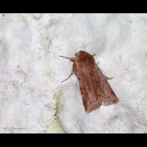 <i>Cerastis rubricosa</i> (Denis & Schiffermüller, 1775) &copy; J. Thevenot