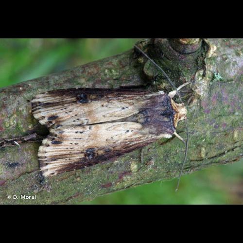 <i>Axylia putris</i> (Linnaeus, 1761) © D. Morel