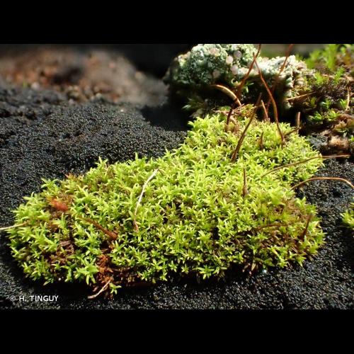 <i>Pseudocrossidium revolutum</i> (Brid.) R.H.Zander, 1979 &copy; H. TINGUY