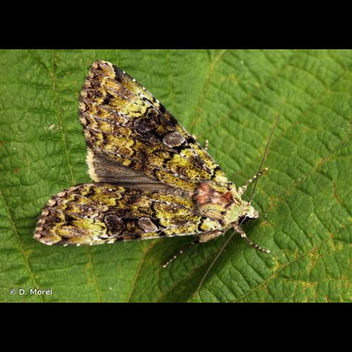 <i>Anaplectoides prasinus</i> (Denis & Schiffermüller, 1775) &copy; D. Morel