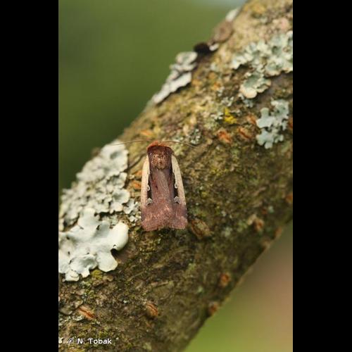 <i>Ochropleura plecta</i> (Linnaeus, 1761) © N. Tobak