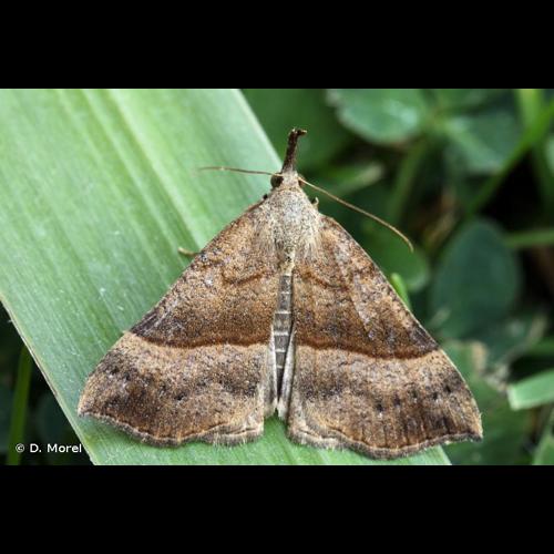 <i>Hypena proboscidalis</i> (Linnaeus, 1758) &copy; D. Morel