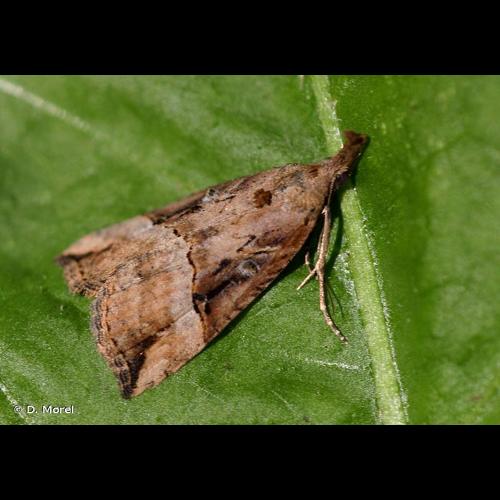 <i>Hypena rostralis</i> (Linnaeus, 1758) &copy; D. Morel