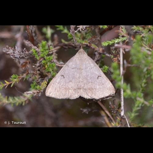 <i>Zanclognatha lunalis</i> (Scopoli, 1763) &copy; J. Touroult