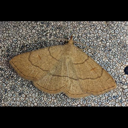 <i>Paracolax tristalis</i> (Fabricius, 1794) &copy; D. Morel