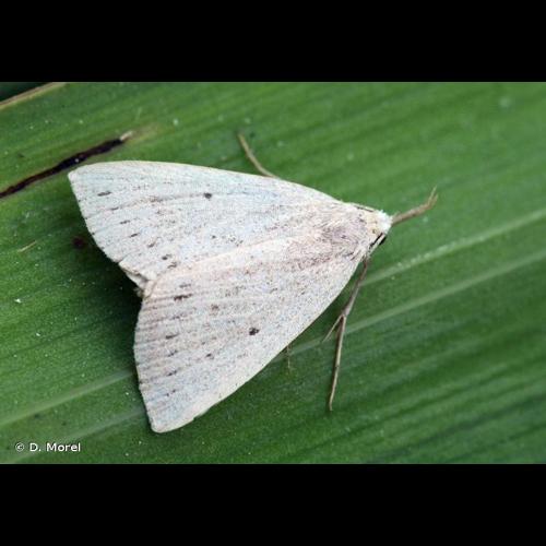 <i>Macrochilo cribrumalis</i> (Hübner, 1793) &copy; D. Morel