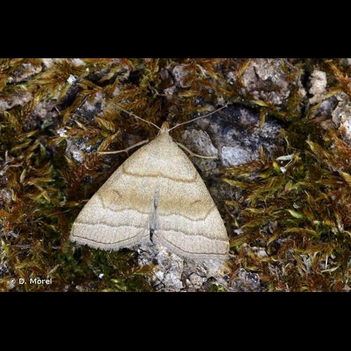 <i>Herminia tarsicrinalis</i> (Knoch, 1782) &copy; D. Morel