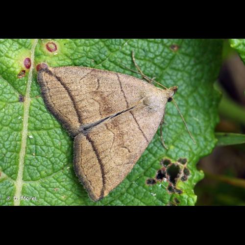 <i>Herminia grisealis</i> (Denis & Schiffermüller, 1775) © D. Morel