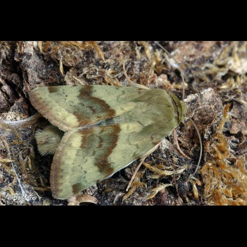 <i>Heliothis viriplaca</i> (Hufnagel, 1766) © D. Morel