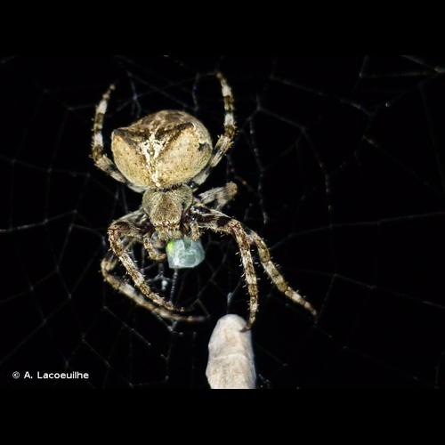 <i>Araneus angulatus</i> Clerck, 1758 &copy; A. Lacoeuilhe