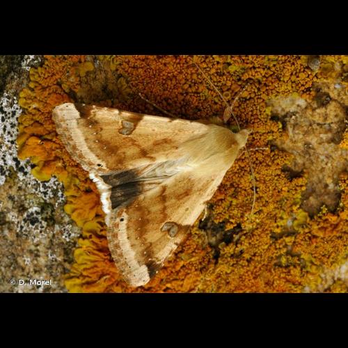 <i>Heliothis peltigera</i> (Denis & Schiffermüller, 1775) &copy; D. Morel