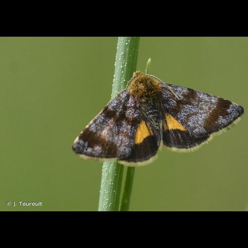 <i>Panemeria tenebrata</i> (Scopoli, 1763) © J. Touroult