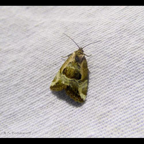 <i>Elaphria venustula</i> (Hübner, 1790) © O. Roquinarc'h