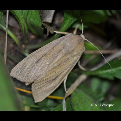 <i>Rhizedra lutosa</i> (Hübner, 1803) &copy; A. Lévêque