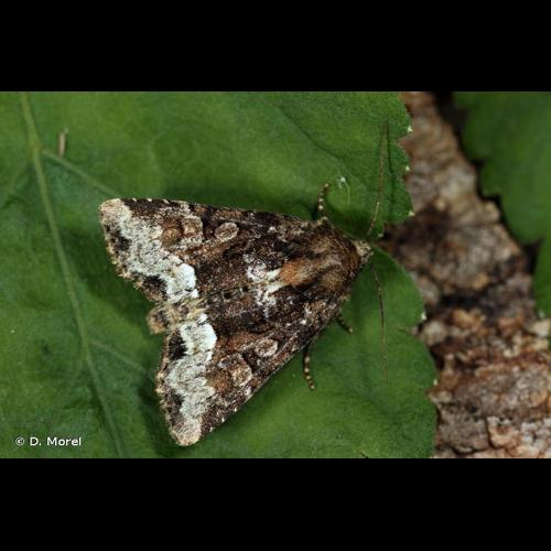 <i>Oligia strigilis</i> (Linnaeus, 1758) © D. Morel