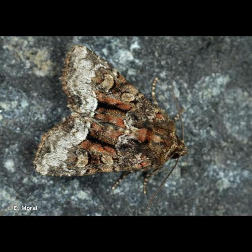 <i>Oligia versicolor</i> (Borkhausen, 1792) © D. Morel