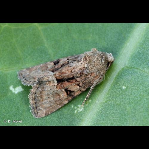 <i>Oligia latruncula</i> (Denis & Schiffermüller, 1775) © D. Morel