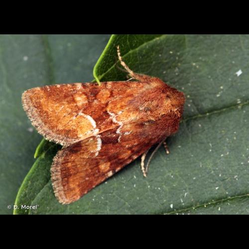 <i>Oligia fasciuncula</i> (Haworth, 1809) © D. Morel