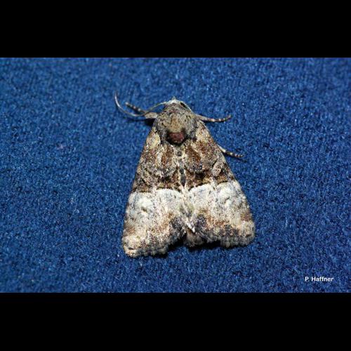 <i>Mesoligia furuncula</i> (Denis & Schiffermüller, 1775) © P. Haffner